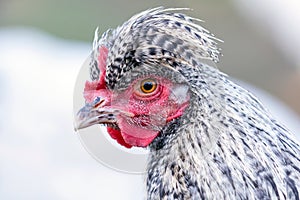 Hen with big topknot profile portrait photo