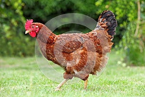 Hen in biofarm