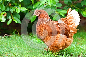 Hen in biofarm