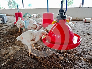 A hen bird drinking water from hanging containers at poultry farmhouse into soil land background