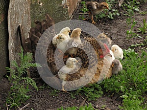 A hen a brood hen with chickens