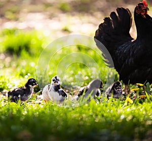 A hen a brood hen with chickens