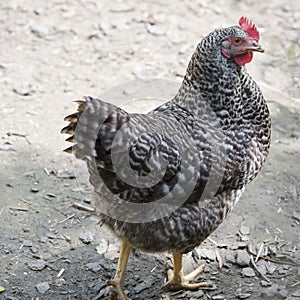 Hen, brown and white feathered hen in farmyard