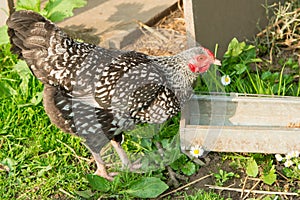 Hen, brown-white feathered hen at farmyard, hen on spring meadow with daisies