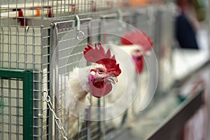 Hen in cages of industrial farm, portrait of the white crowing rooster close-up. Concept of poultry farming and