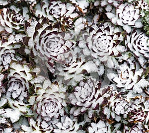 Hen and Chick plant in snow