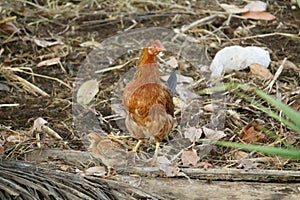 An hen with a chick stood on ground and finding possible food available to fulfil the need of life. Chick looks shrunk in the cold photo
