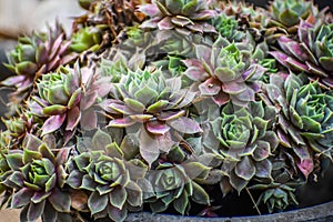 Hen and Chick Succulent Plant