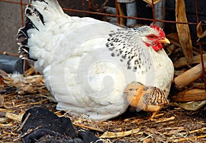 Hen and chicken
