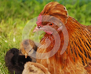 Hen with chicken