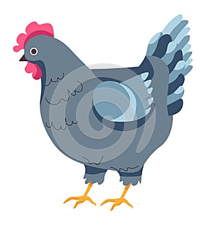 Hen chicken, breeding and growth on farm vector