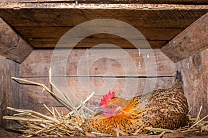 Hen in Chicken Coop