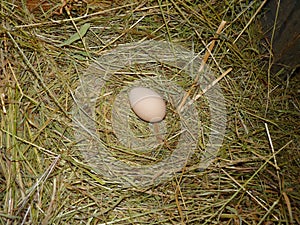 Hen Chicken Egg in Hay Nest on Small Farm