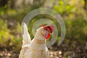 Hen chicken free range in the meadow