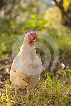 Hen chicken free range in the meadow