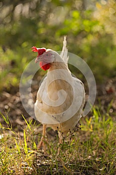 Hen chicken free range in the meadow