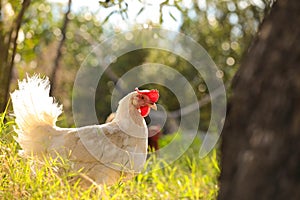 Hen chicken free range in the meadow