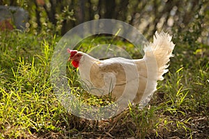 Hen chicken free range in the meadow