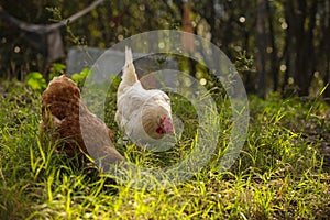 Hen chicken free range in the meadow