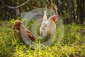 Hen chicken free range in the meadow