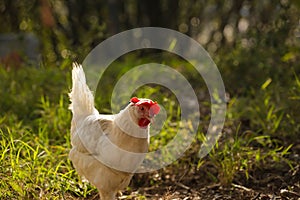 Hen chicken free range in the meadow