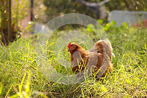 Hen chicken free range in the meadow