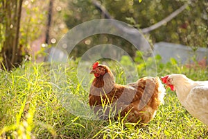 Hen chicken free range in the meadow