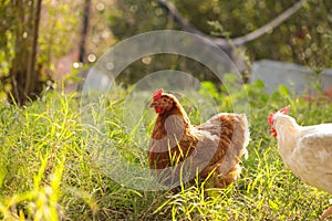 Hen chicken free range in the meadow