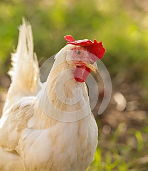 Hen chicken free range in the meadow