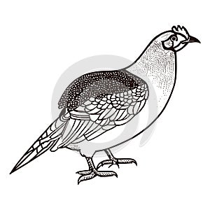 Hen or Chicken, Hand drawn line drawing vector illustration