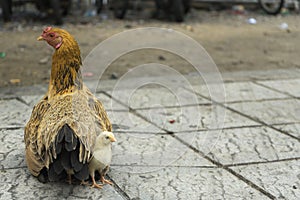 A hen and chicken on the sidewalk of the road