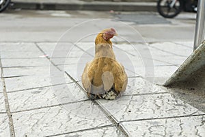 A hen and chicken on the sidewalk of the road