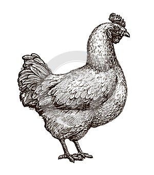 Hen, chicken sketch. Poultry farm, farming concept. Vintage vector illustration