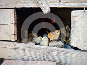 A hen with chickens in a small wooden chicken coop takes care of the litter