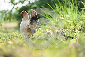 Hen with chickens walking in green grass yard.Bantam family