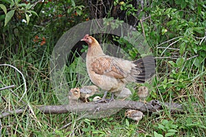 Hen and chicks