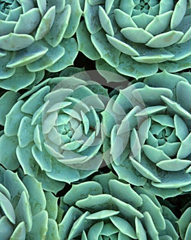 Hen and chicks