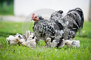 Hen with chicks