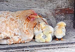 Hen with Chicks