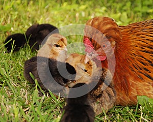 Hen and chicks