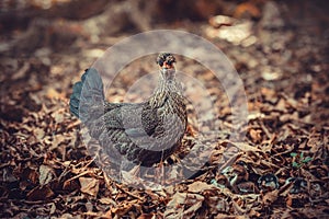 Hen with chicks