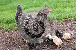 Galline un cuccioli 