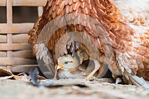 Hen and chicks