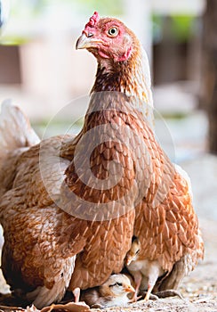 Hen and chicks