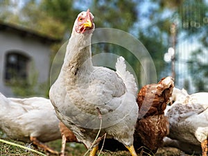 Hen, chicks and ducks in the garden