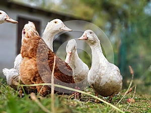 Hen, chicks and ducks in the garden