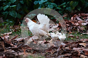 Hen with chicks on the field