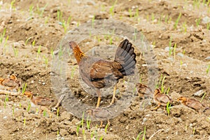 Hen with chicks in a field near Constanza, Dominican Republ photo