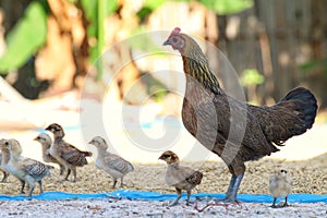 Hen chicks flock standing on the ground with rice, flocks of chicks, chicken chick