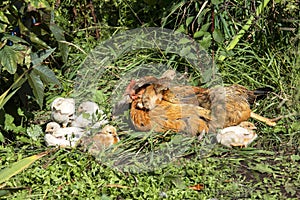 Hen With Chicks in garden with grass